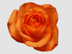 Flower Rose Orange #14