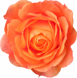 Orange Rose PNG Image - PurePNG | Free transparent CC0 PNG ...