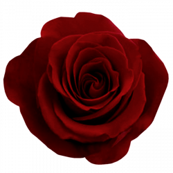 Free Rose Png, Download Free Clip Art, Free Clip Art on ...