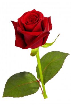 Single red Rose transparent background ~ Free Png Images