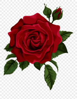 Hxmhjroses Red Rose With Bud Transparent Clip Art | CQRecords