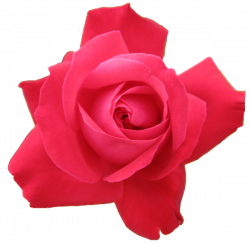 Red Rose Transparent Isolated | Free Images at Clker.com ...