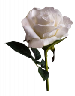 rose white aesthetic vaporwave tumblr...