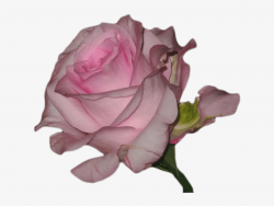 Transparent Blg - Vaporwave Flower Transparent - Free ...