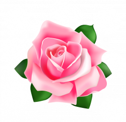 Rose Pink - Rose Vector png download - 907*881 - Free ...