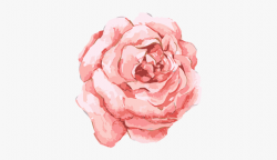 Pink Flowers Rose - Pink Watercolor Flowers Png ...