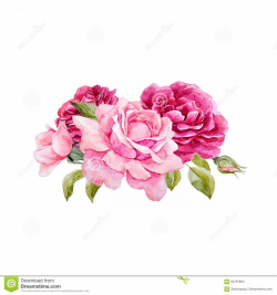 Stock Illustration Watercolor Vector Roses Composition ...
