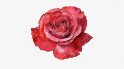 Red Rose Watercolor - Rose Water Color PNG Image ...