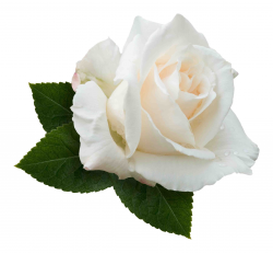 White Rose Transparent Background & Free White Rose ...