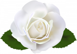 Garden roses Clip art - white roses png download - 600*423 ...