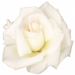 Download White Rose Transparent Image HQ PNG Image | FreePNGImg