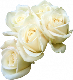 Rose Flower bouquet White Clip art - white rose png download ...