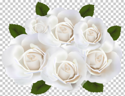 Garden roses White , White Roses Transparent , white petaled ...