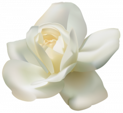 White Rose PNG Images Transparent Free Download | PNGMart.com