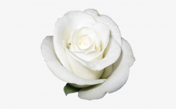 White Rose Transparent Background - White Rose No Background ...