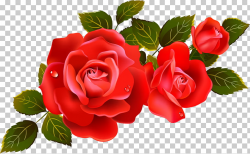 Rose Flower , Large Red Roses Element, red roses with leaves ...