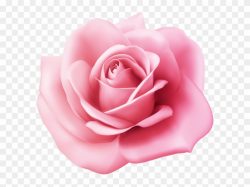 Pink Rose Transparent Image - Flower Clipart Pink Rose Png ...