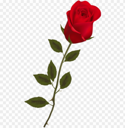 beautiful stem red rose png clipart - rose PNG image with ...