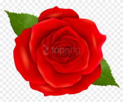 Download Red Rose Transparent Png Images Background ...