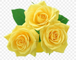 Flower Yellow Rose Clip Art, PNG, 1280x1024px, Rose, Cut ...