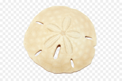 sand dollar vector free clipart Clip art clipart - Seashell ...