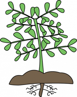 Free Science Flower Cliparts, Download Free Clip Art, Free Clip Art ...