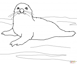 Harp Seal Clipart easy cartoon 4 - 1080 X 912 Free Clip Art ...