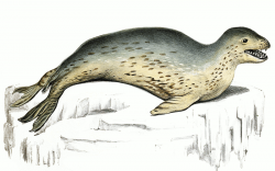 Leopard seal clipart - /animals/aquatic/seal/leopard_seal ...