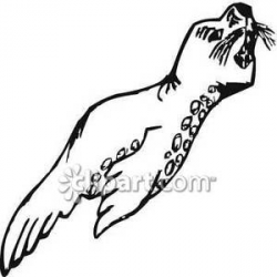 Black and White Leopard Seal - Royalty Free Clipart Picture