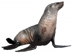 Seal clipart real animal, Seal real animal Transparent FREE ...