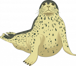 Earless seal Sea lion Harp seal Leopard seal Clip art ...
