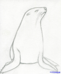 how to draw a realistic seal, cape fur seal step 4 in 2019 ...