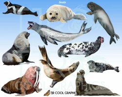 Seals Digital Realistic Clip Art, PNG, Printable, Commercial ...