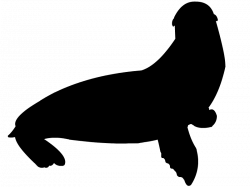 Seal clipart sea lion, Seal sea lion Transparent FREE for ...