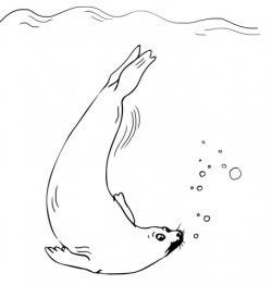 Fur Seal Swimming coloring page | Free Printable Coloring Pages