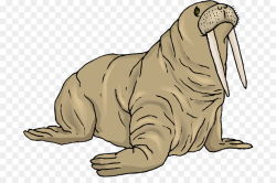 Animal Cartoon clipart - Walrus, Seals, Wildlife ...
