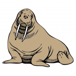 Walrus seal clip art black and white free clipart images ...