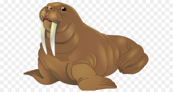Animal Cartoon clipart - Walrus, Seals, Wildlife ...