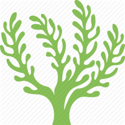 Algae clipart seaweed, Algae seaweed Transparent FREE for ...