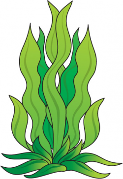 Algae clipart kelp, Algae kelp Transparent FREE for download ...