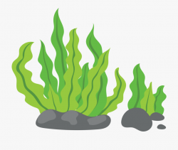 Algae Sea Grass - Transparent Background Seaweed Clipart ...