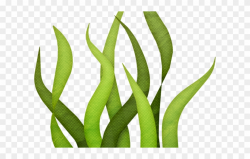 Sea Grass Clipart Transparent - Seaweed Clipart - Png ...