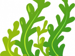 Download for free 10 PNG Seaweed clipart border top images ...