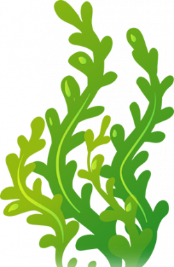 Seaweed Clipart colorful 6 - 280 X 429 Free Clip Art stock ...