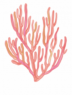 Download for free 10 PNG Seaweed clipart coral top images at ...