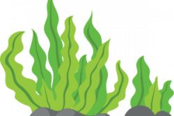 Coral clipart kelp, Coral kelp Transparent FREE for download ...