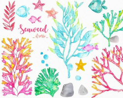 Watercolor seaweed clipart, ocean scrapbook sticker, fish ...
