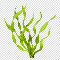 Download for free 10 PNG Seaweed clipart realistic top ...