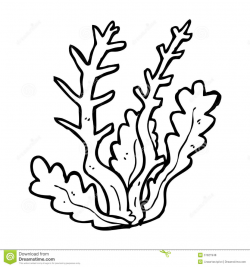 Seaweed drawing clipart images gallery for free download ...