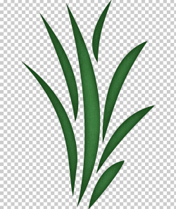 Download for free 10 PNG Algae clipart sea grass top images ...